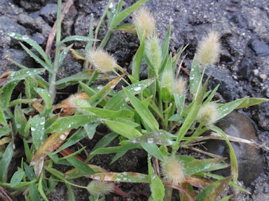 f:id:chuumeikun:20160812054206j:plain f:id:chuumeikun:20160812054206j:plain