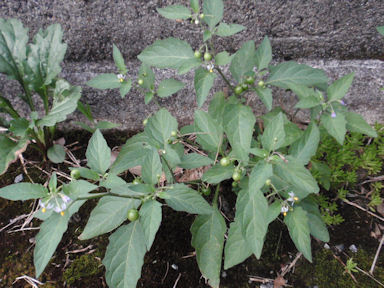 f:id:chuumeikun:20160818045752j:plain