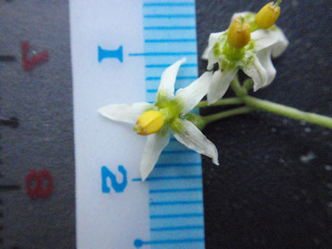 f:id:chuumeikun:20160818050037j:plain