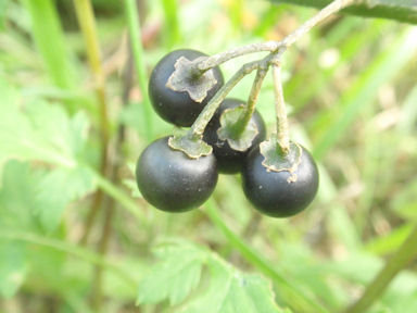 f:id:chuumeikun:20160818050100j:plain