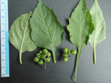 f:id:chuumeikun:20160818050529j:plain