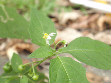 f:id:chuumeikun:20160818050722j:plain