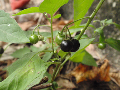 f:id:chuumeikun:20160818050835j:plain