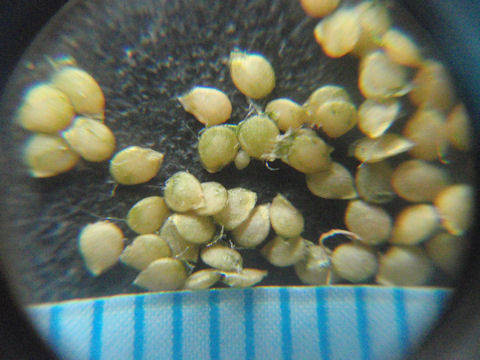 f:id:chuumeikun:20160818051312j:plain