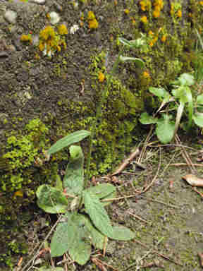 f:id:chuumeikun:20160902021835j:plain f:id:chuumeikun:20160902021835j:plain