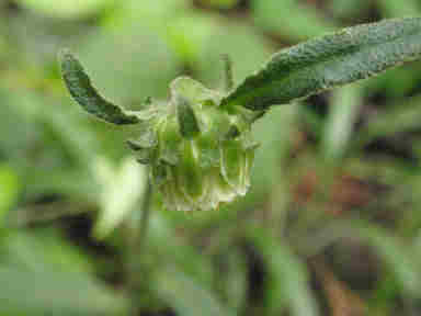 f:id:chuumeikun:20160902021851j:plain f:id:chuumeikun:20160902021851j:plain