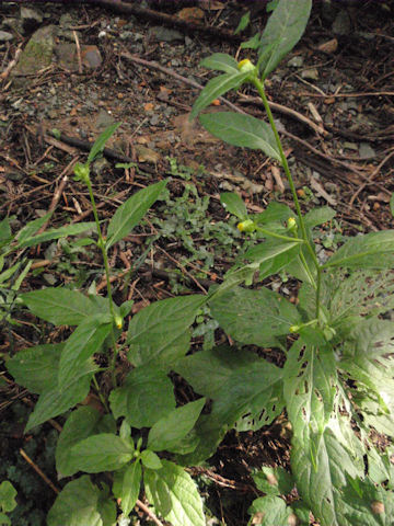 f:id:chuumeikun:20160902021918j:plain f:id:chuumeikun:20160902021918j:plain