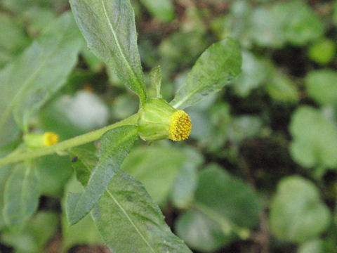 f:id:chuumeikun:20160902021931j:plain f:id:chuumeikun:20160902021931j:plain