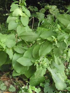 f:id:chuumeikun:20160902021943j:plain f:id:chuumeikun:20160902021943j:plain