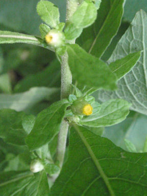 f:id:chuumeikun:20160902021958j:plain f:id:chuumeikun:20160902021958j:plain