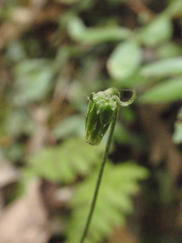 f:id:chuumeikun:20160902022057j:plain f:id:chuumeikun:20160902022057j:plain