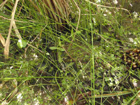 f:id:chuumeikun:20160902022111j:plain f:id:chuumeikun:20160902022111j:plain