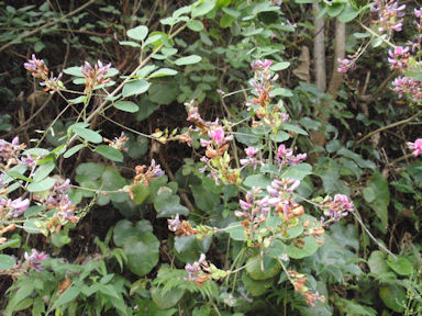 f:id:chuumeikun:20160904032445j:plain