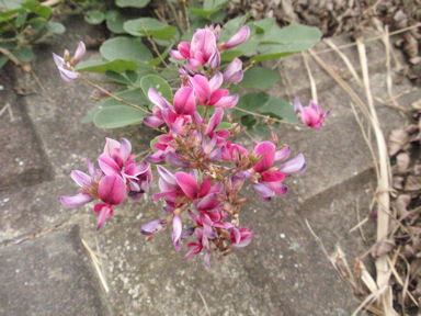 f:id:chuumeikun:20160904032500j:plain