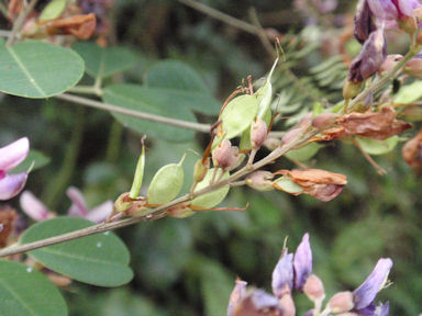 f:id:chuumeikun:20160904032556j:plain