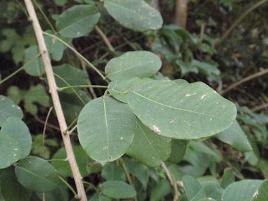 f:id:chuumeikun:20160904032612j:plain