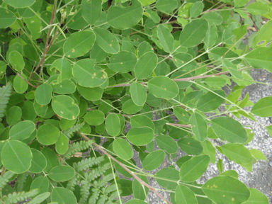 f:id:chuumeikun:20160904033020j:plain