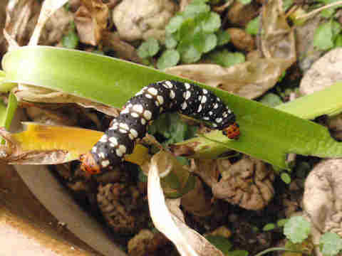 f:id:chuumeikun:20160904033845j:plain