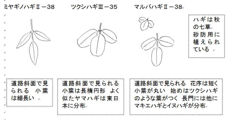 f:id:chuumeikun:20160905031637j:plain