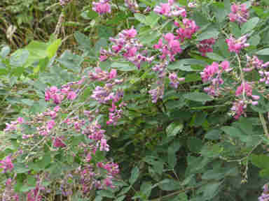 f:id:chuumeikun:20160905031740j:plain