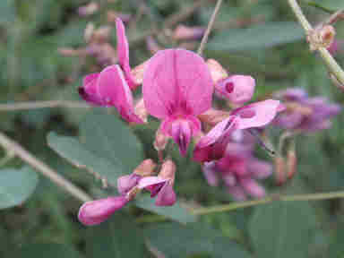 f:id:chuumeikun:20160905031753j:plain