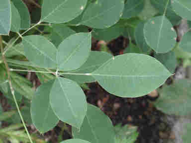 f:id:chuumeikun:20160905031818j:plain