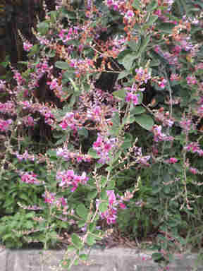 f:id:chuumeikun:20160905031945j:plain