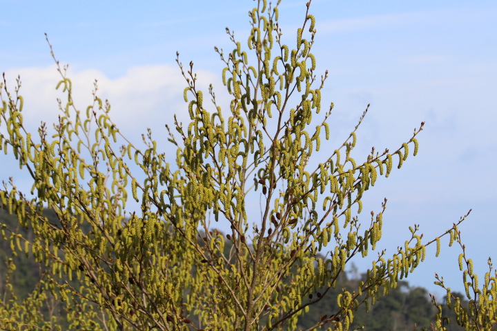 f:id:chuumeikun:20160905032150j:plain