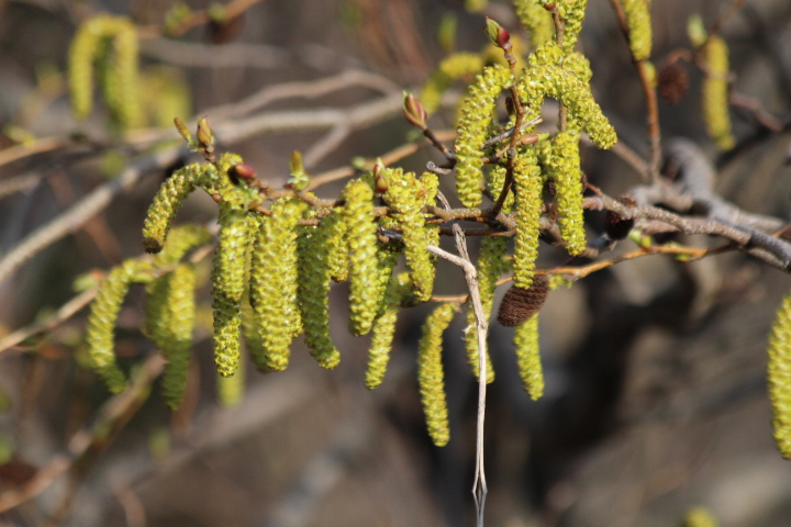 f:id:chuumeikun:20160905032227j:plain