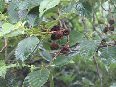 f:id:chuumeikun:20160905032247j:plain