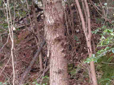 f:id:chuumeikun:20160905032306j:plain