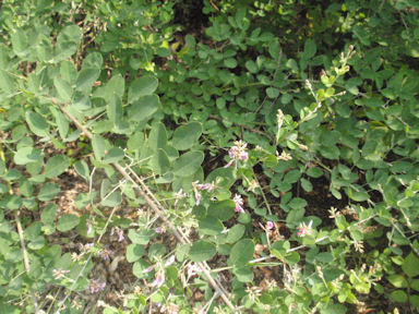 f:id:chuumeikun:20160905032445j:plain