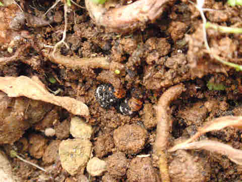 f:id:chuumeikun:20160905033643j:plain