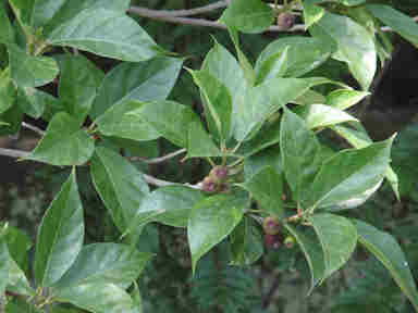 f:id:chuumeikun:20160906012801j:plain f:id:chuumeikun:20160906012801j:plain