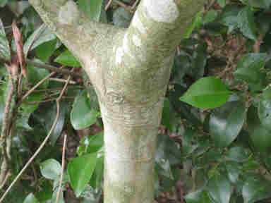 f:id:chuumeikun:20160906012817j:plain f:id:chuumeikun:20160906012817j:plain