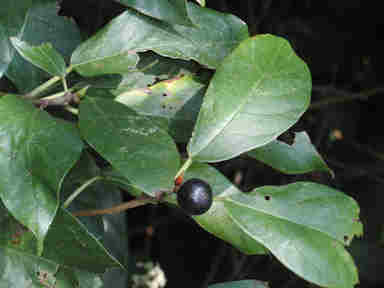 f:id:chuumeikun:20160906012833j:plain f:id:chuumeikun:20160906012833j:plain