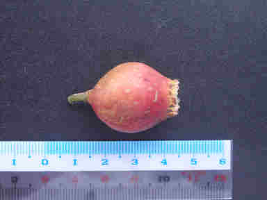 f:id:chuumeikun:20160906012912j:plain f:id:chuumeikun:20160906012912j:plain