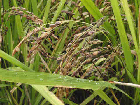 f:id:chuumeikun:20160906013130j:plain f:id:chuumeikun:20160906013130j:plain