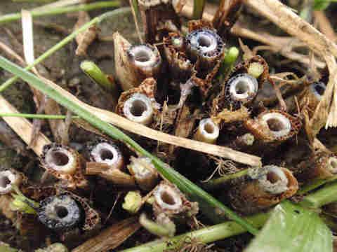 f:id:chuumeikun:20160906013147j:plain f:id:chuumeikun:20160906013147j:plain