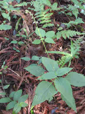 f:id:chuumeikun:20160907050824j:plain