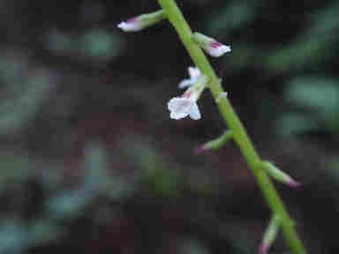 f:id:chuumeikun:20160907050837j:plain