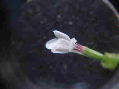 f:id:chuumeikun:20160907050905j:plain