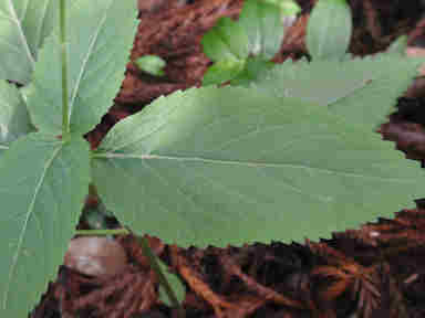 f:id:chuumeikun:20160907051023j:plain