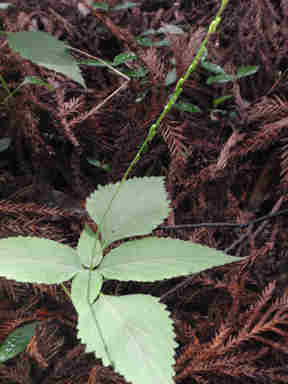 f:id:chuumeikun:20160907051045j:plain