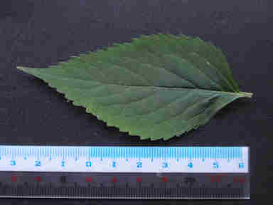 f:id:chuumeikun:20160907051102j:plain