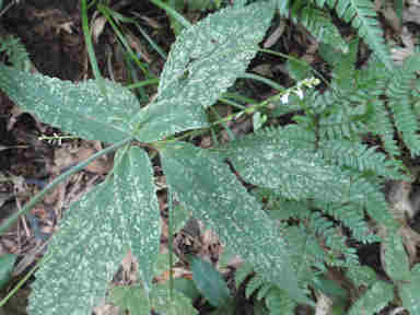 f:id:chuumeikun:20160907051118j:plain