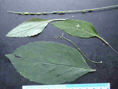 f:id:chuumeikun:20160907051612j:plain