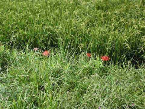 f:id:chuumeikun:20160907052017j:plain