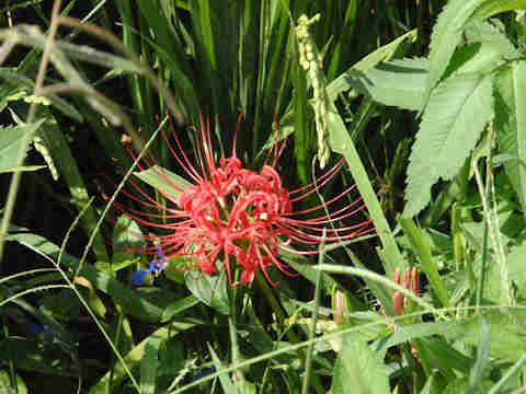 f:id:chuumeikun:20160907052036j:plain