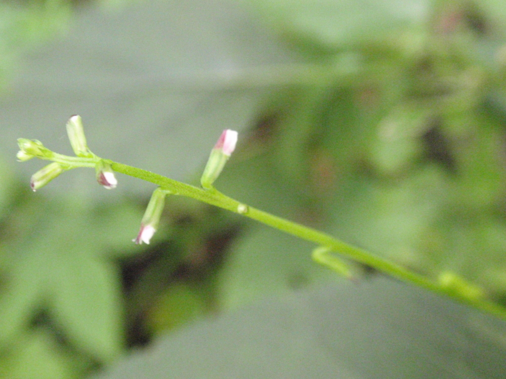 f:id:chuumeikun:20160907055150j:plain